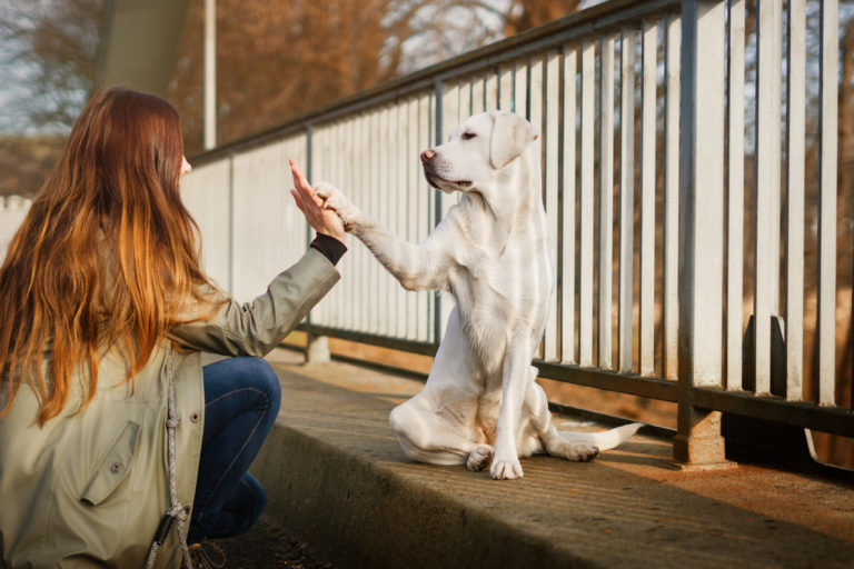 Passear com o seu cão