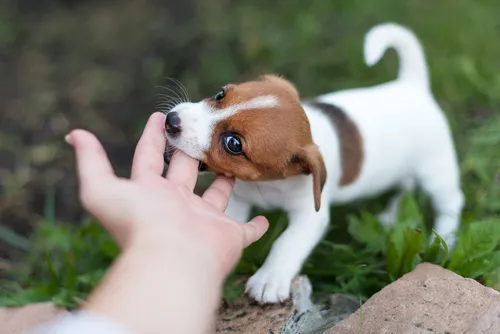 Cachorro que morde Cachorro que morde