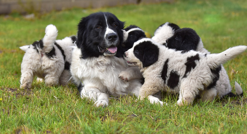 Proteção para cachorros Proteção para cachorros