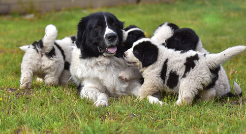 Proteção para cachorros