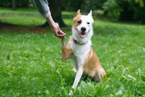 Educar um cão adulto Educar um cão adulto