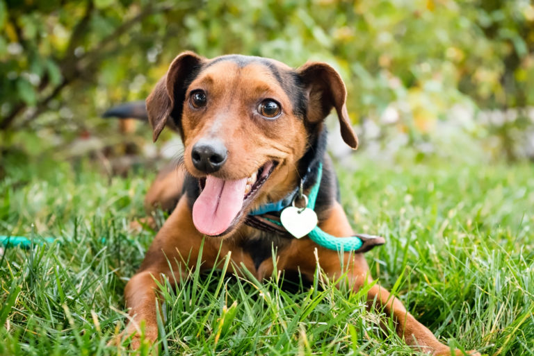 Um cão é feliz quando se sente bem com os donos.