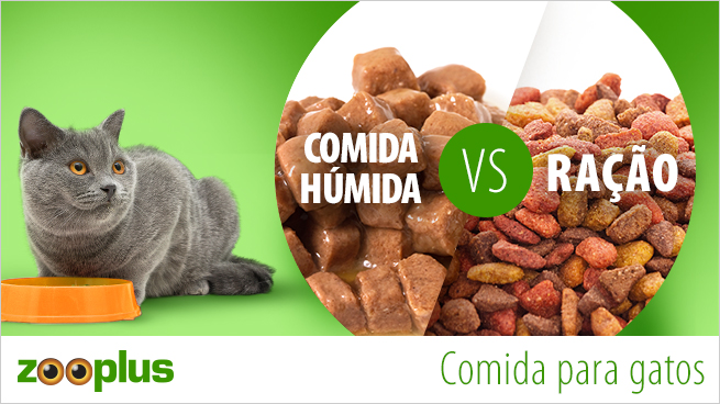 Ração ou comida húmida?