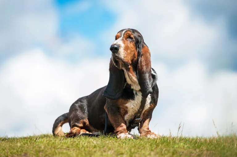 Basset Hound Basset Hound