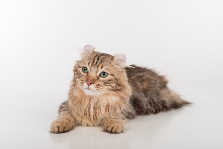 American Curl American Curl