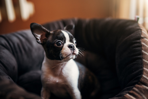 Segurança para cachorros