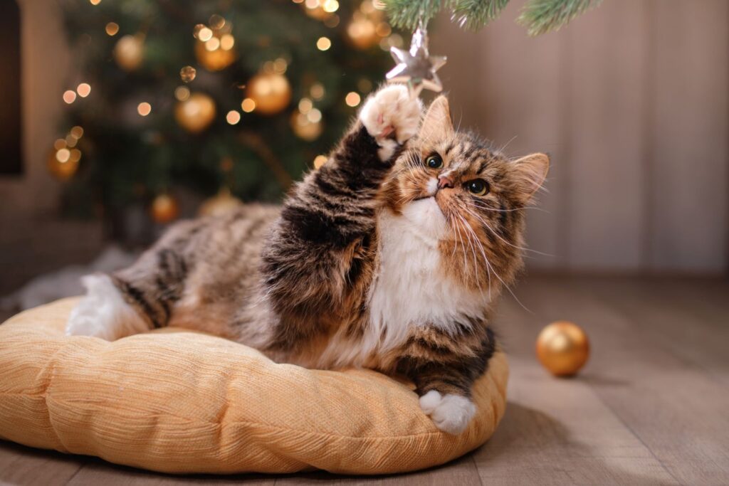 Gato deitado numa almofada junto da árvore de Natal