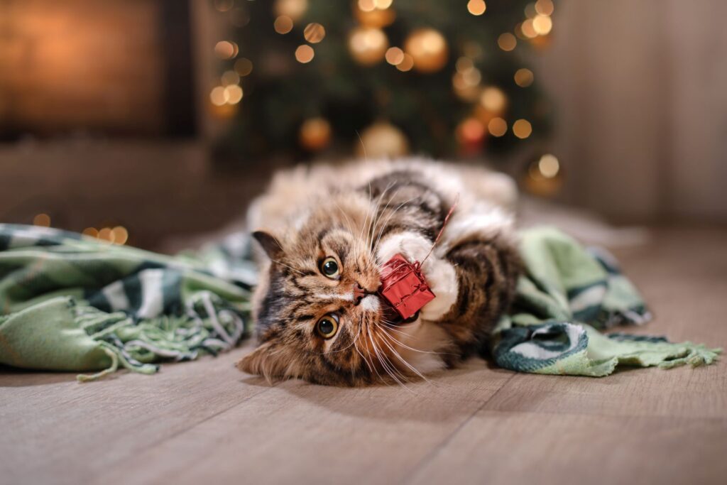 Tabby and happy cat. Christmas season 2017, new year, holidays and celebration Natal com gatos: gatinho deitado no chão perto da árvore de Natal com um enfeite na boca