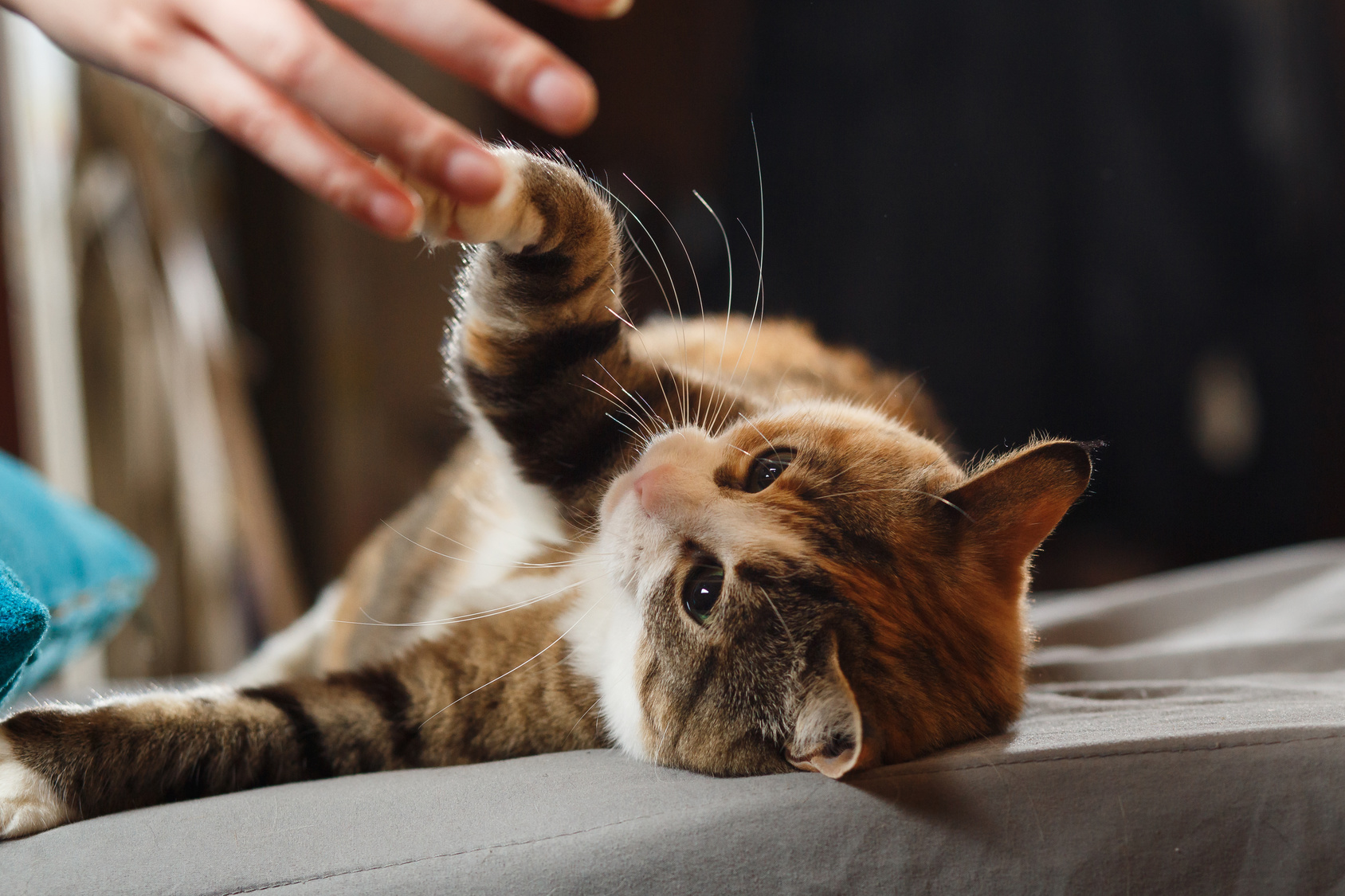 Pfötchen gebende Katze Pfötchen gebende Katze