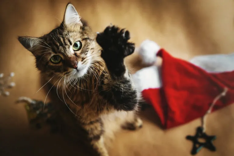 Natal com gatos: gatinho a esticar a pata para a máquina fotográfica com um barrete de pai Natal ao lado