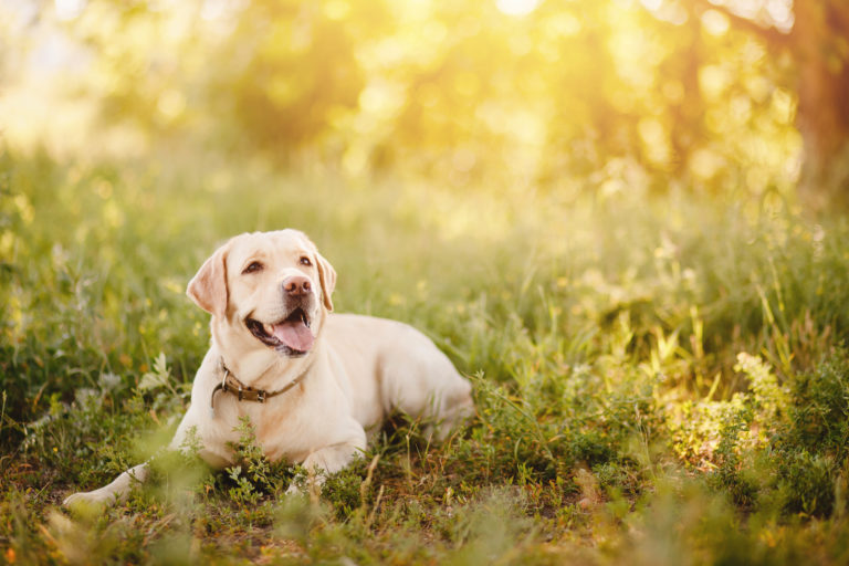 Dog-sitter ou hotel para cães, qual a melhor opção?