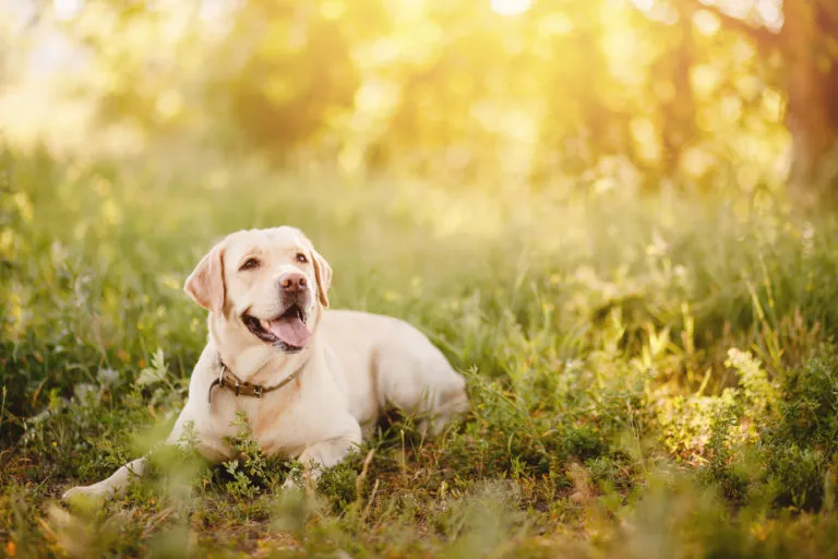 Dog-sitter ou hotel para cães, qual a melhor opção? Dog-sitter ou hotel para cães, qual a melhor opção?
