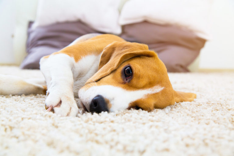 Cão deitado num tapete branco. A prisão de ventre nos cães causa dores e mal estar