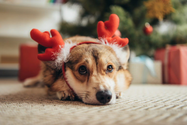 Magazine para cães | Dicas para um Natal em segurança com o seu cão