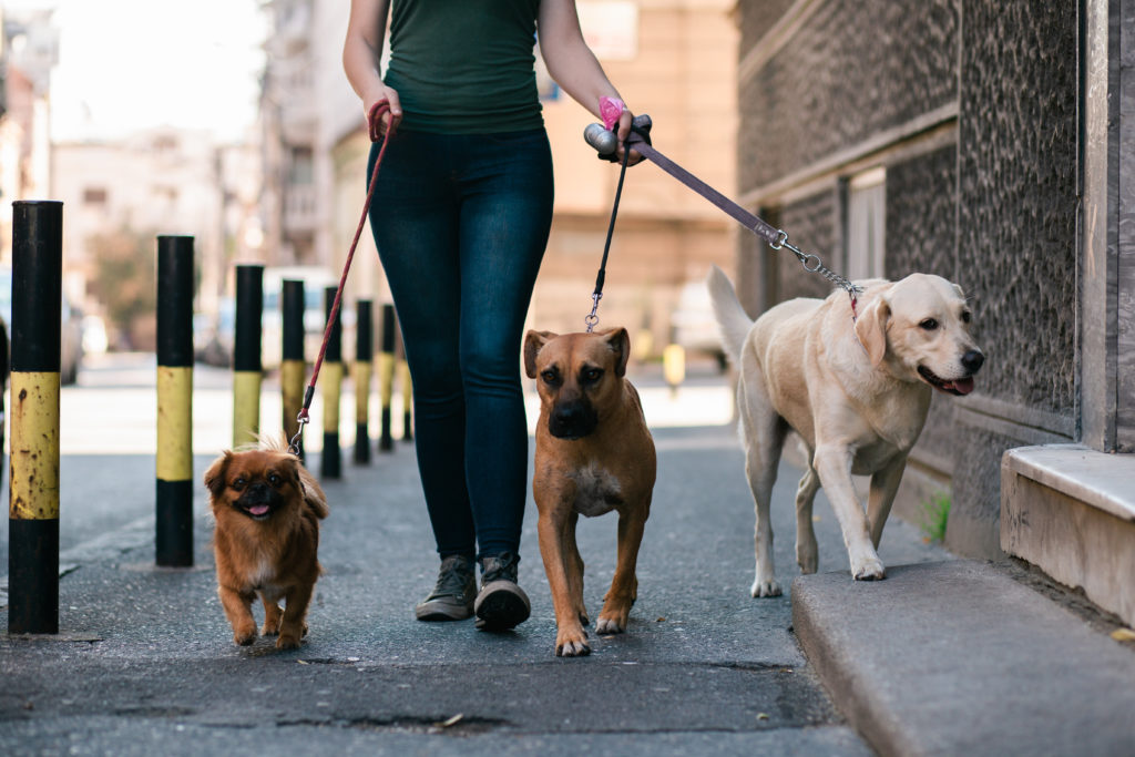 Profissão: dog sitter  Saiba como tornar-se num dog sitter