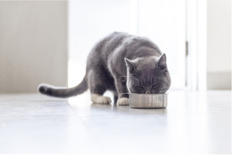 Como saber se uma comida para gato é de qualidade?
