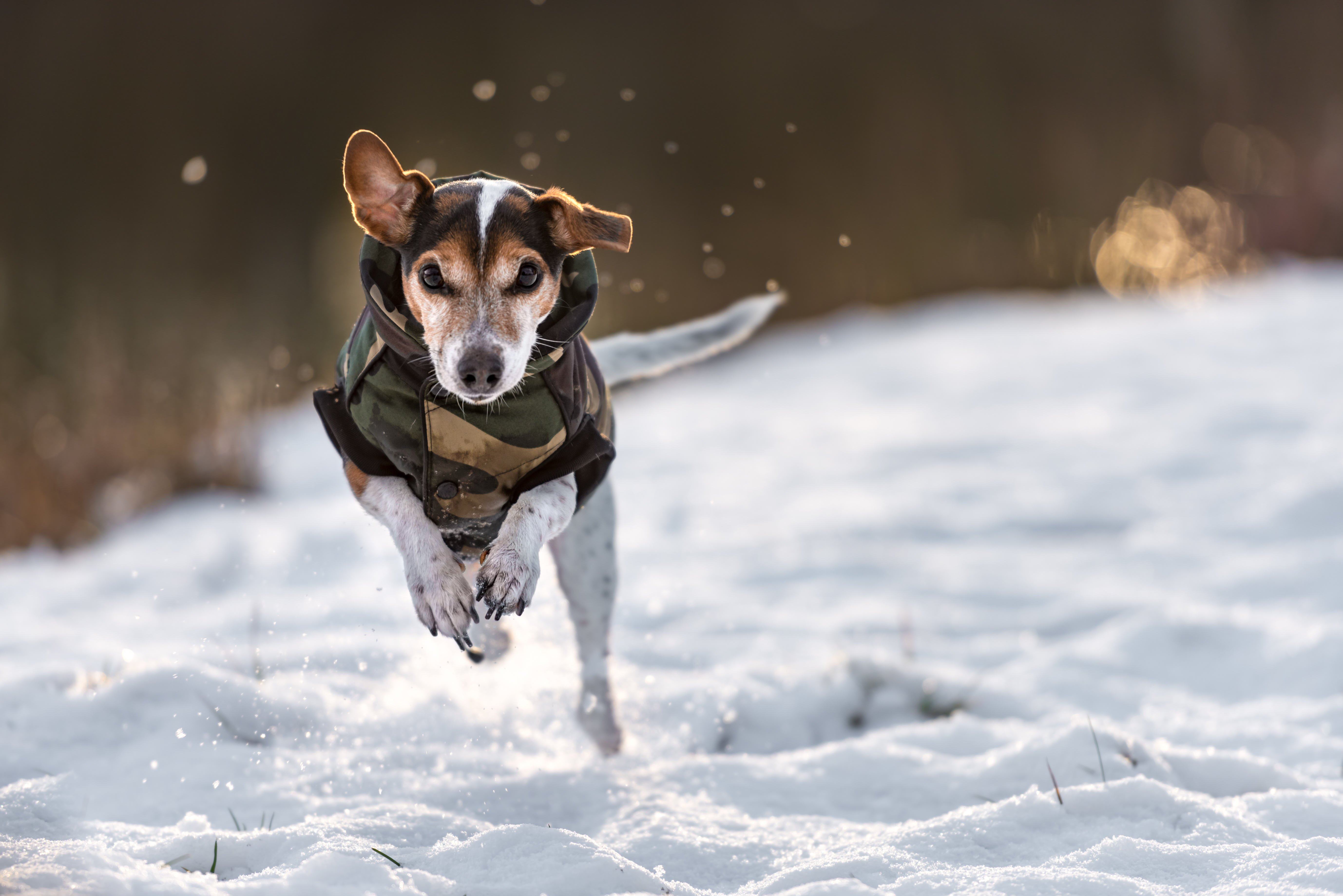 Hund glücklich im Schnee Hund glücklich im Schnee