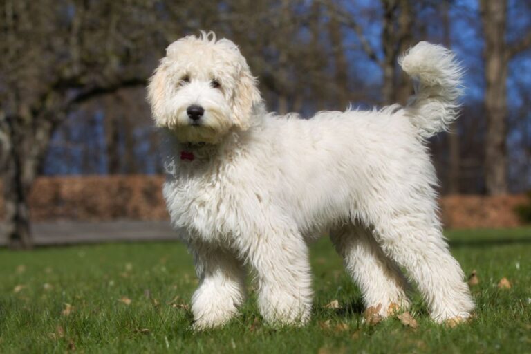 Labradoodle auf der Wiese labradoodle