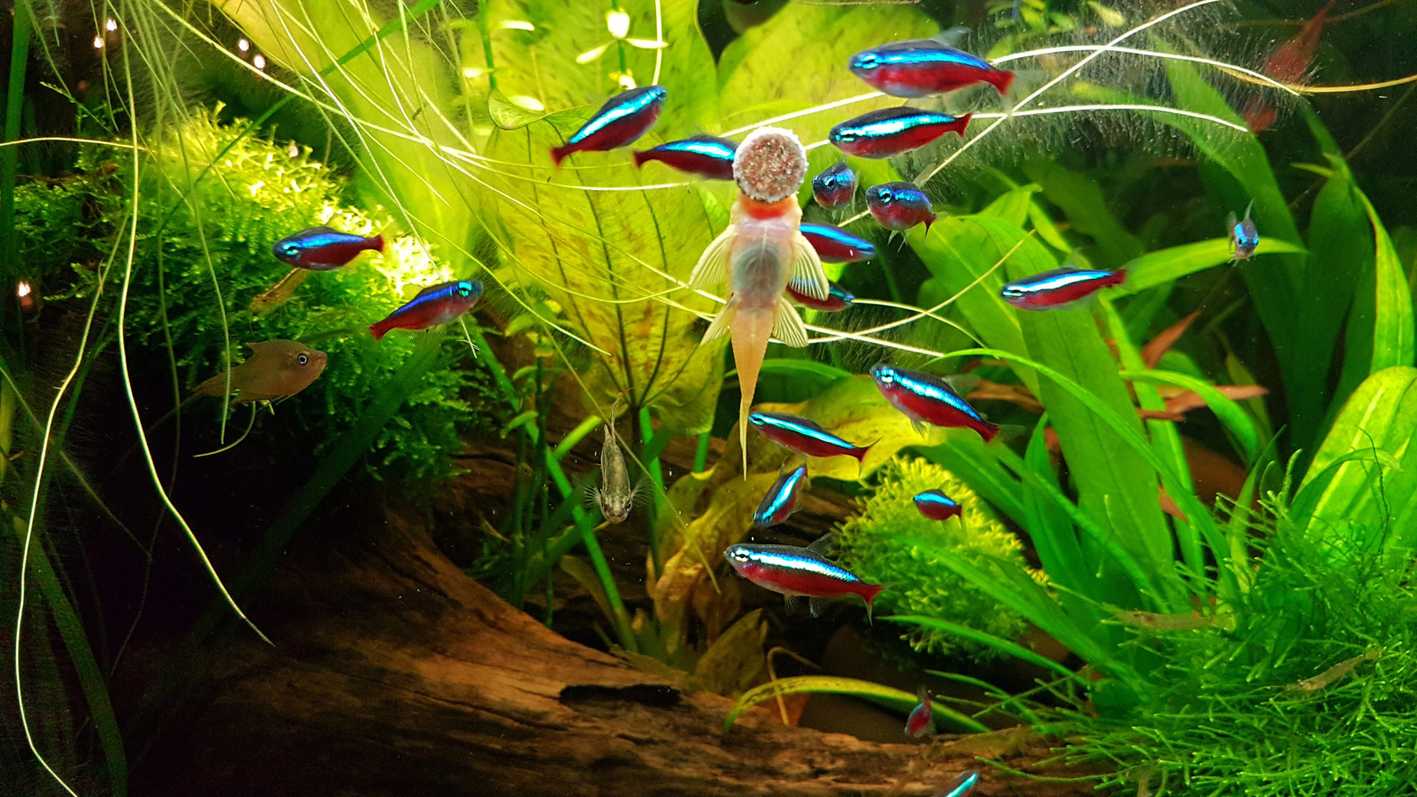 Fische im Aquarium Fische im Aquarium