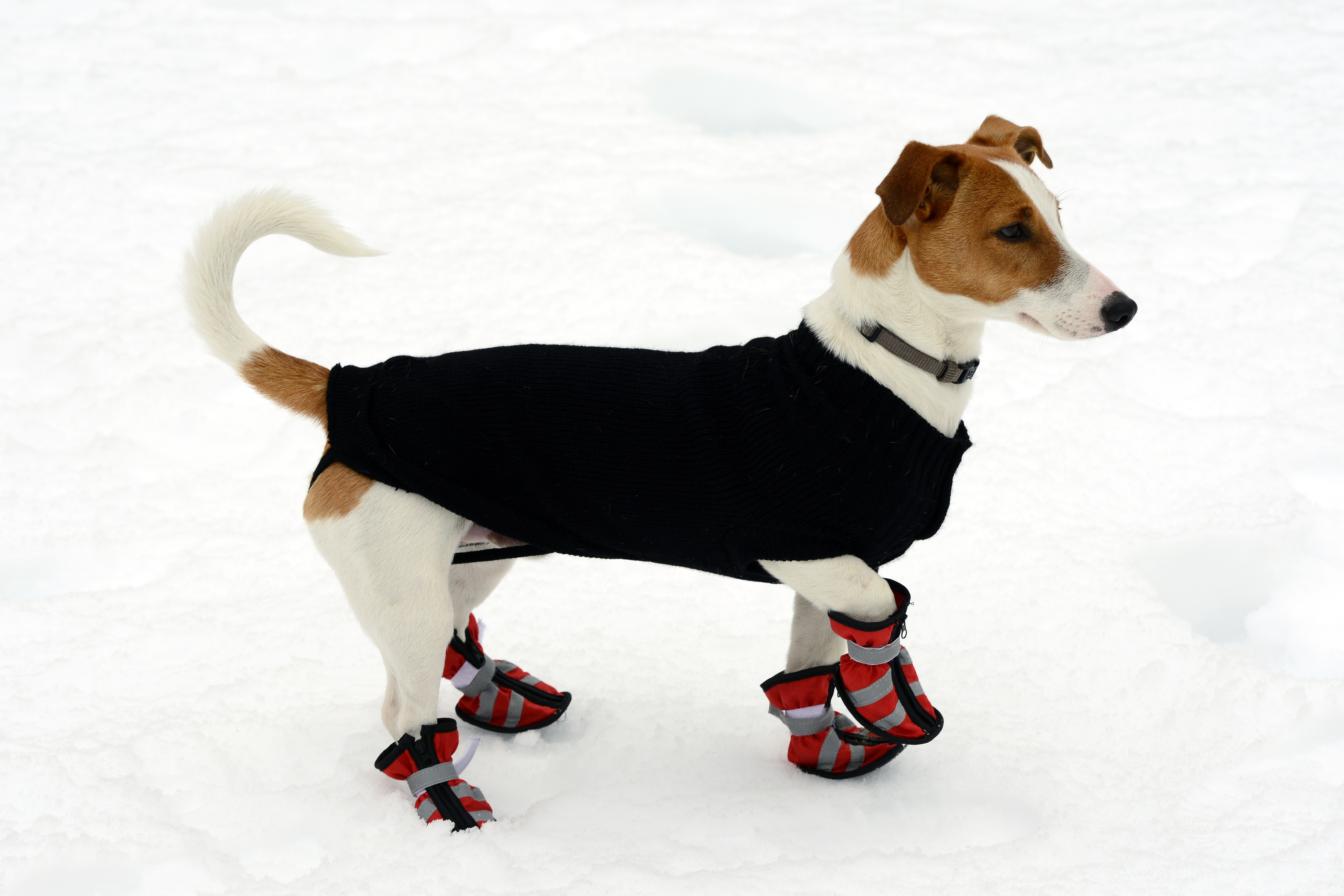 Hund im schnee mit hundemantel und schuhe Hund im schnee mit hundemantel und schuhe