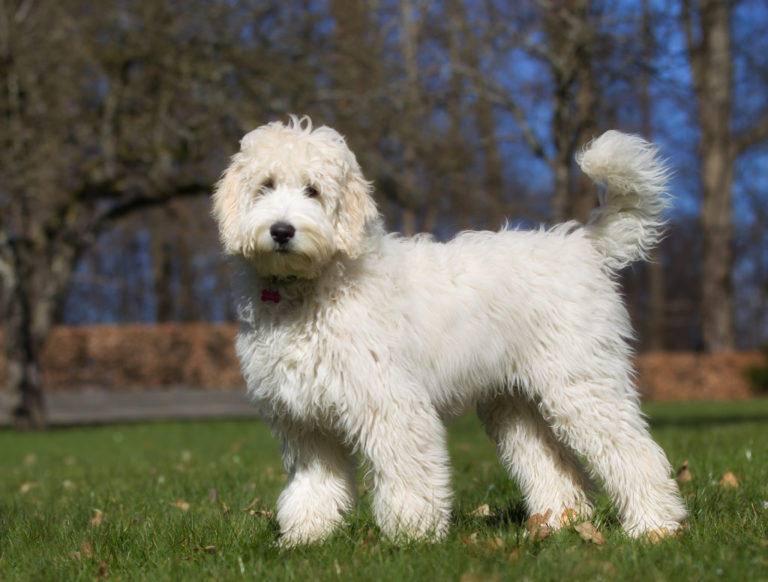 labradoodle im grass Labradoodle
