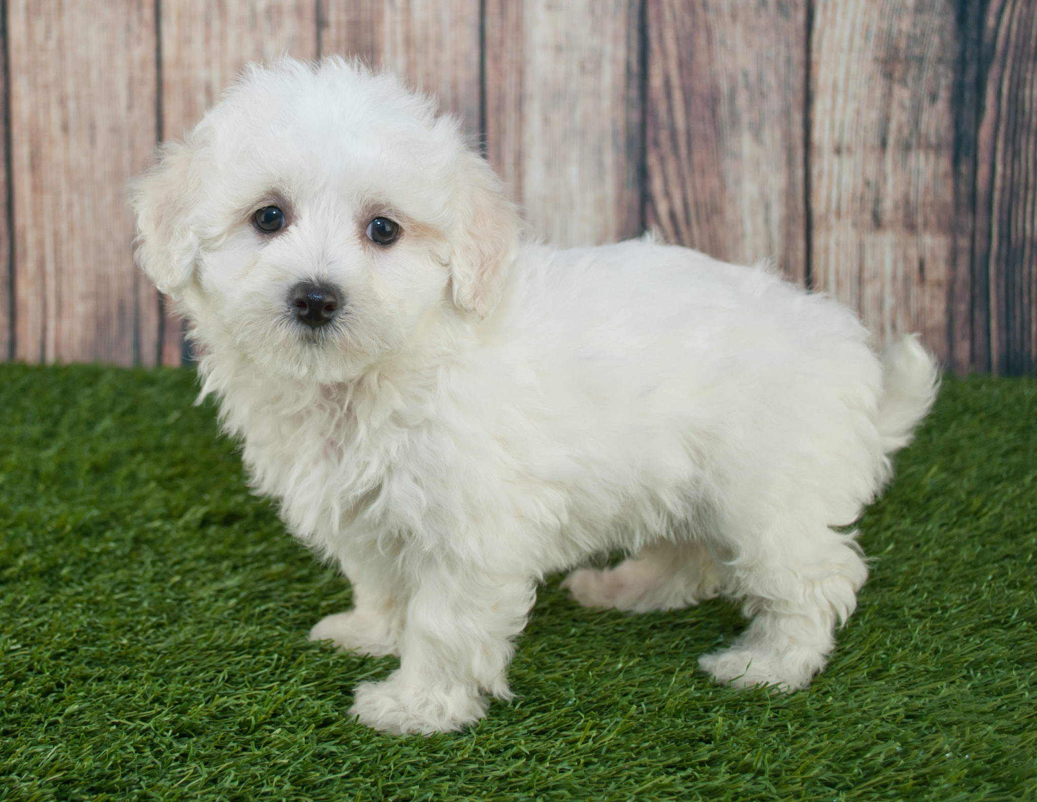 Ein Maltipoo-Welpe vor einem Holzzaun Maltipoo Welpe