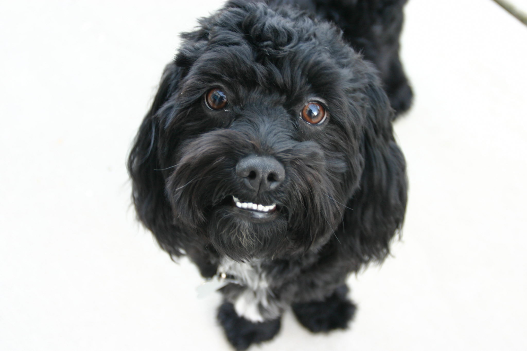 Ein schwarzer Maltipoo vor weißem Hintergrund schwarzer maltipoo