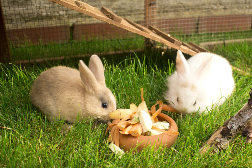 zwei zwergkaninchen babys fressen im stahl