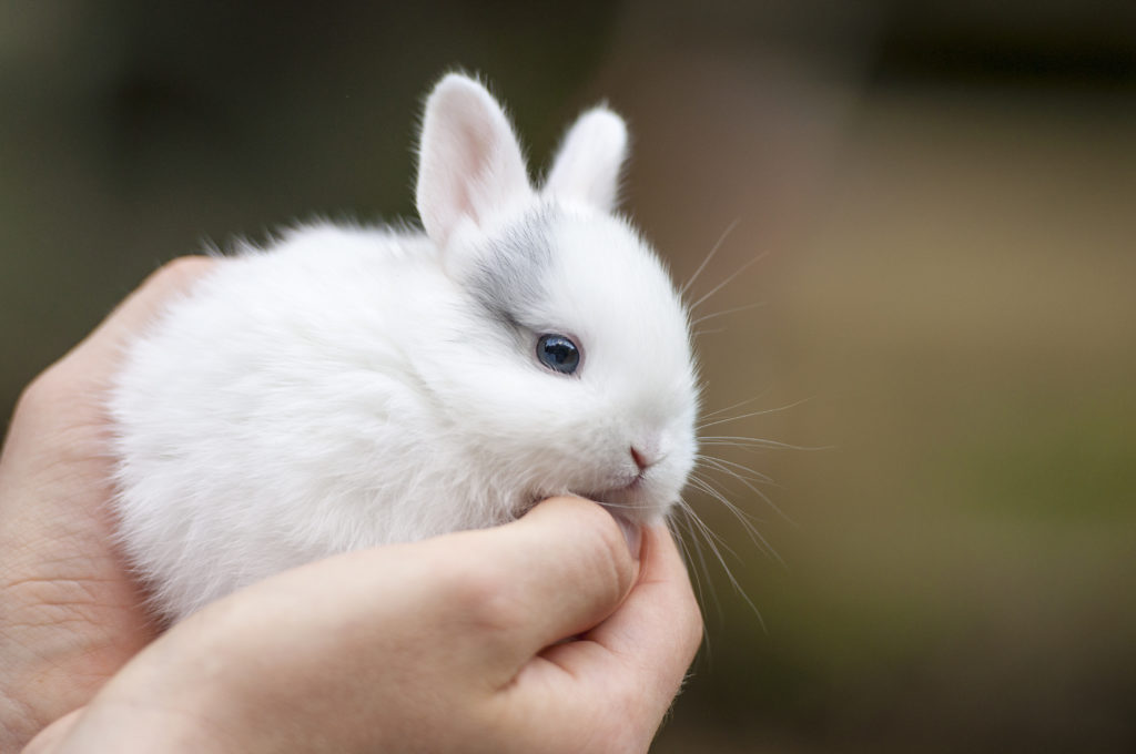 zwergkaninchen baby im hand