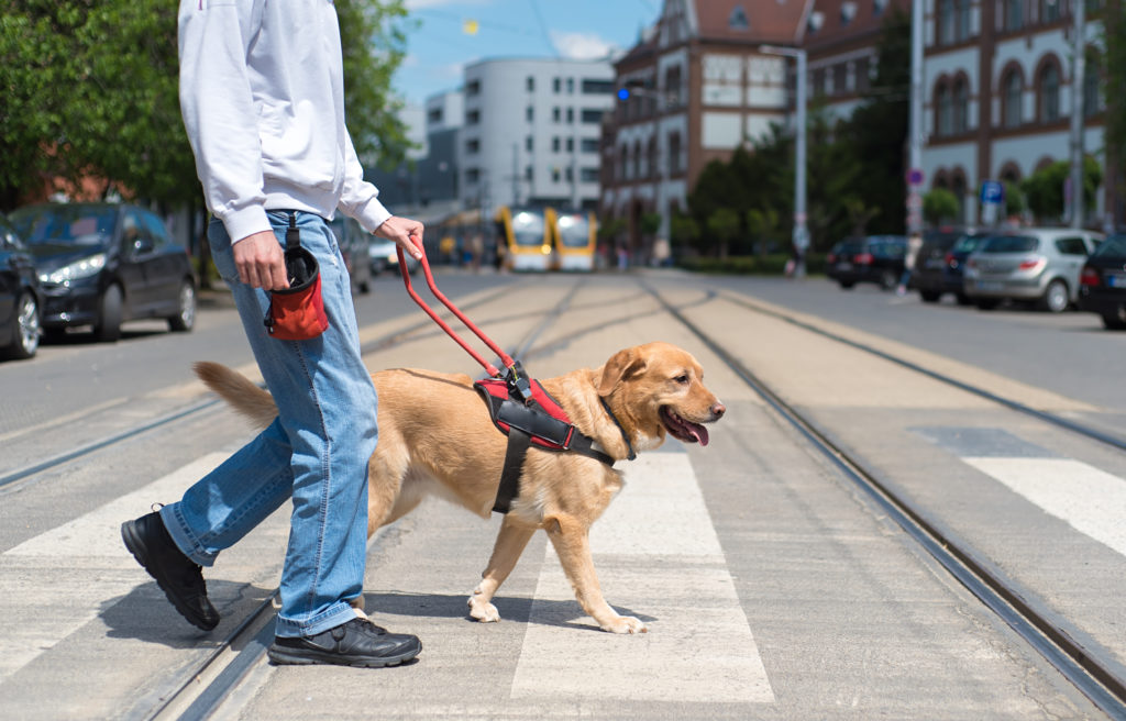 blindenführhunde blindenführhunde