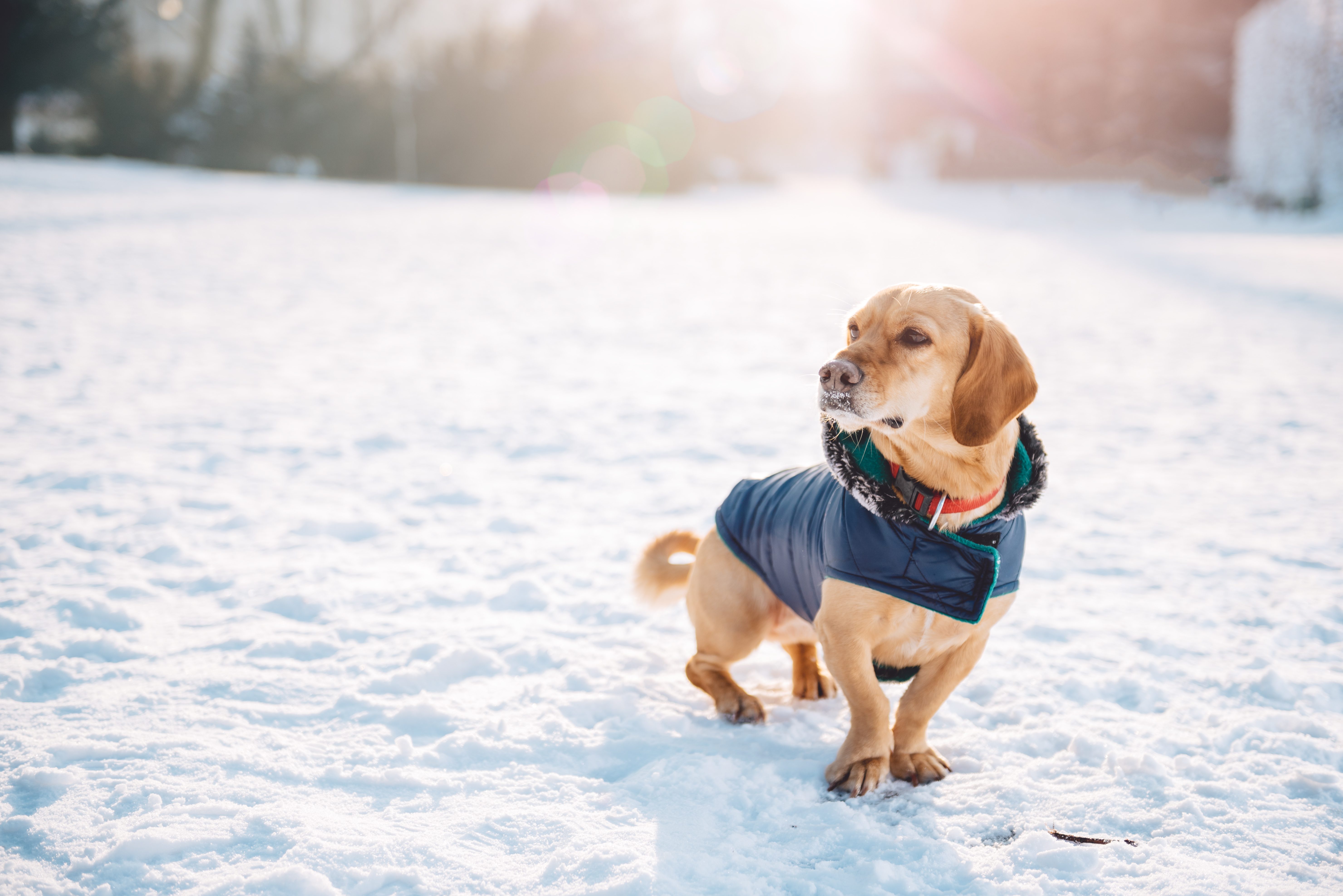 Hund trägt Hundemantel Hund im Winter schützen