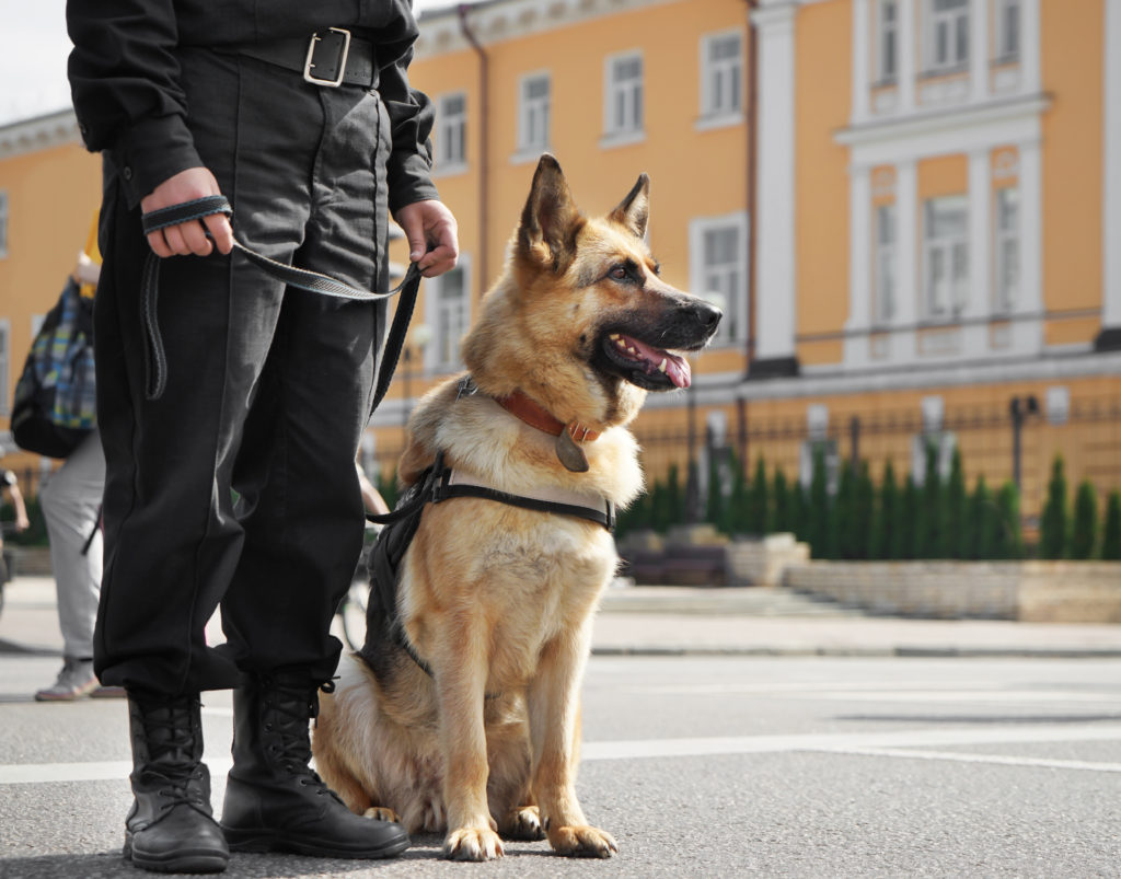 Polizeihunde Polizeihunde