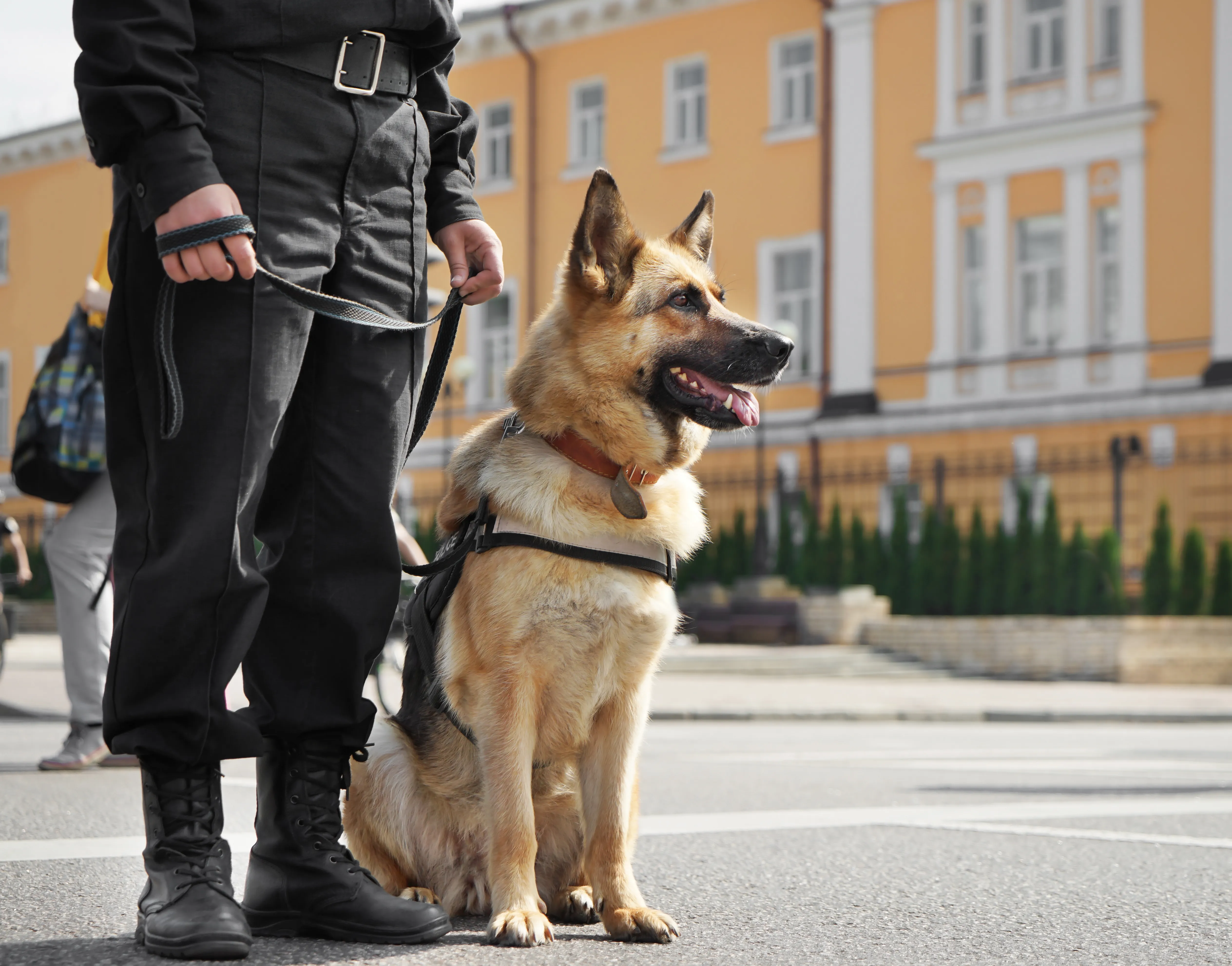 Polizeihunde Polizeihunde