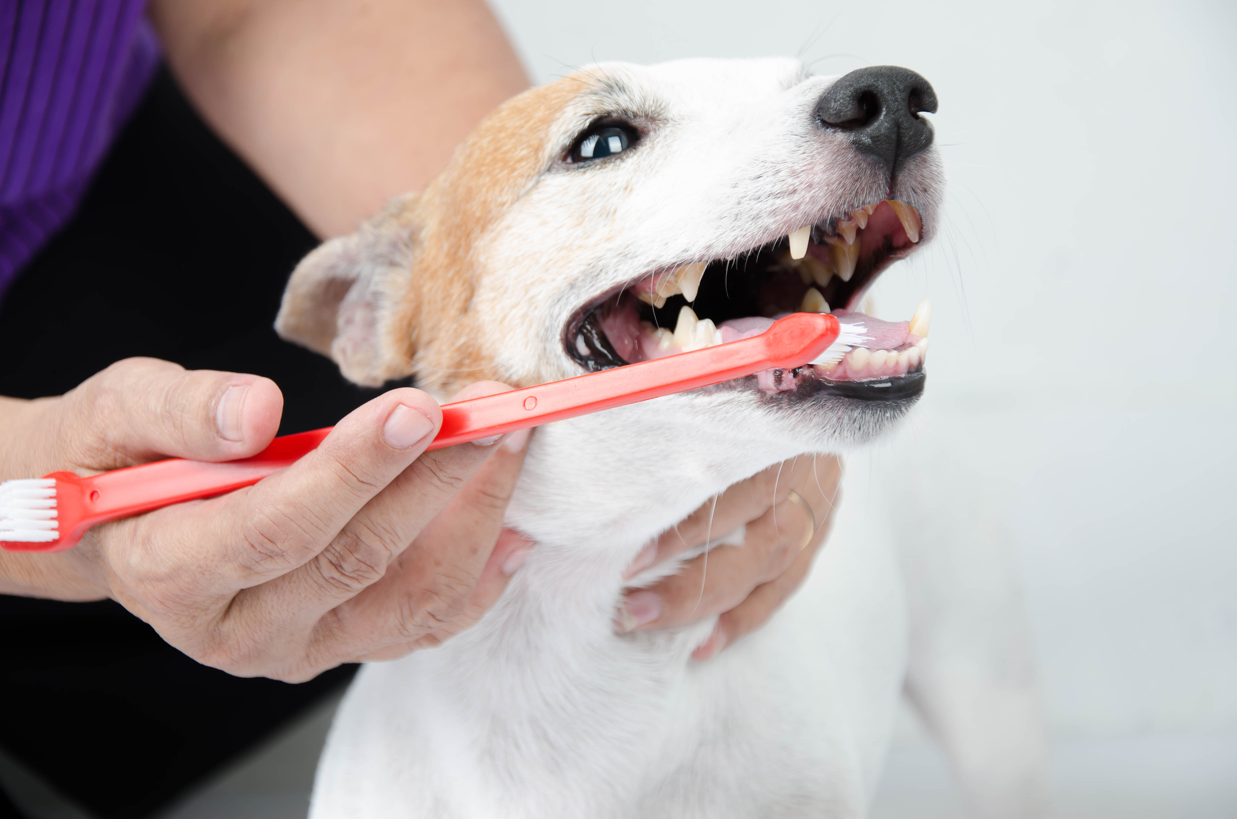 zahnstein beim hund entfernen zahnstein beim hund entfernen