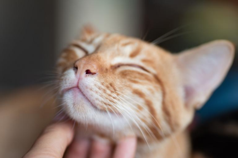 10 sinais para saber se o seu gato é feliz