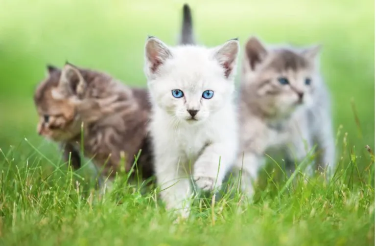 Como habituar o seu gato a ir ao exterior