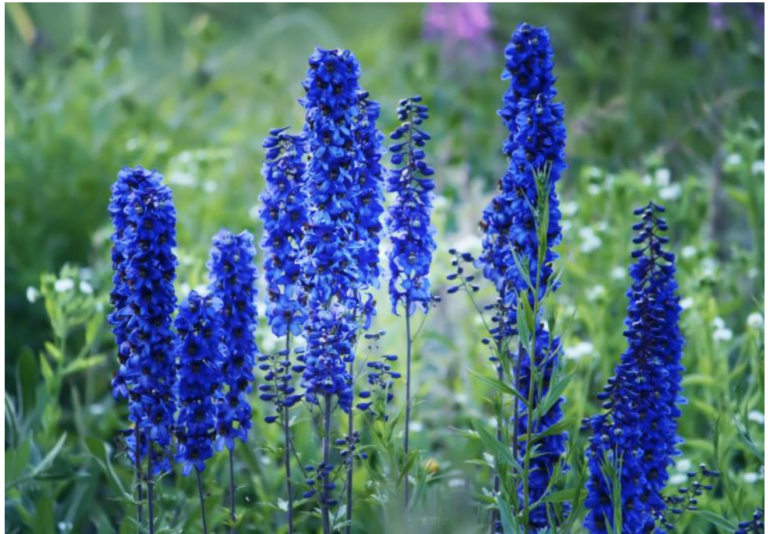 Plantas venenosas para roedores