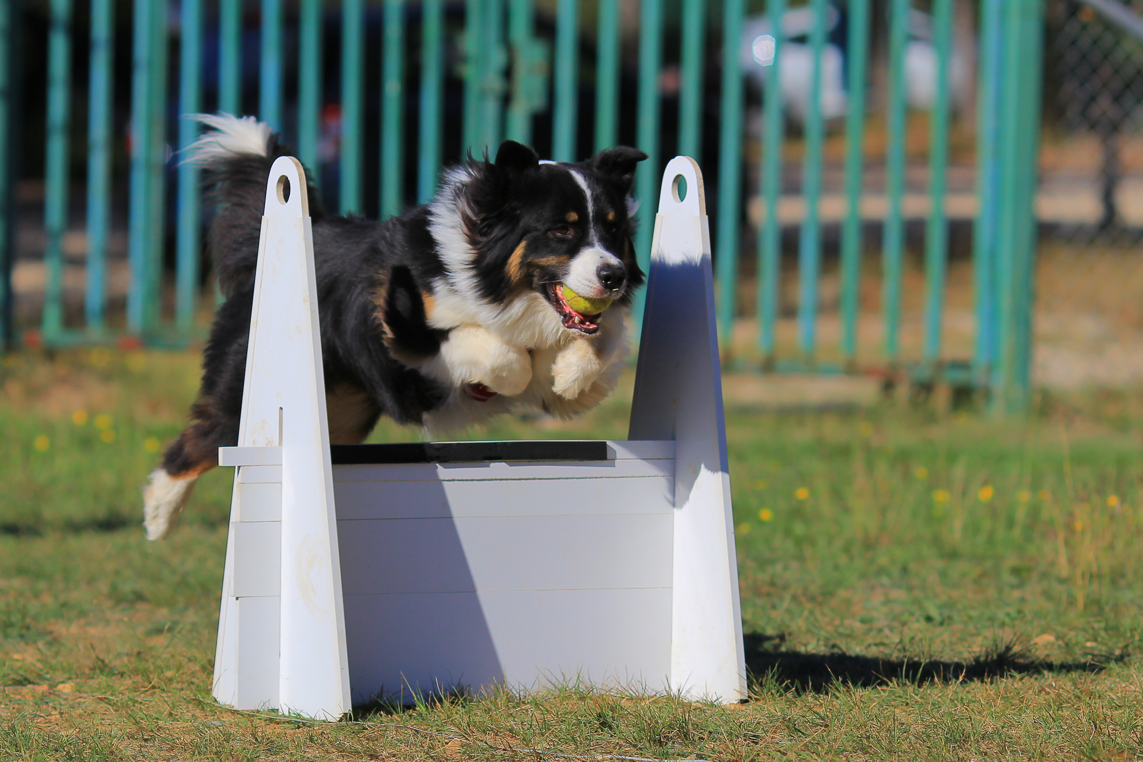 Ein Hund überspringt ein weißes Hinderniss hund überspringt hinderniss