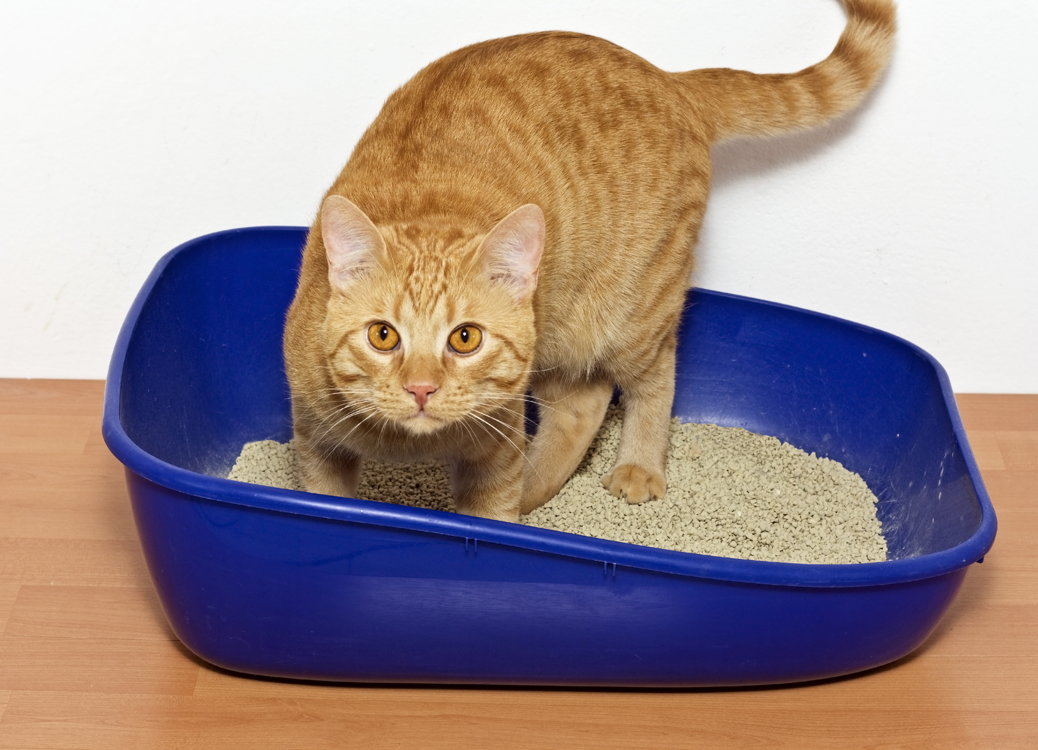 Katze steht in einem Katzenklos Katze im Katzenklos