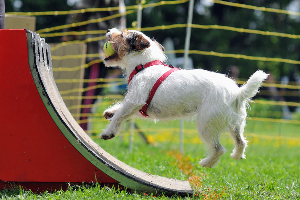 klein hund flyball kleiner hund vor flyball box
