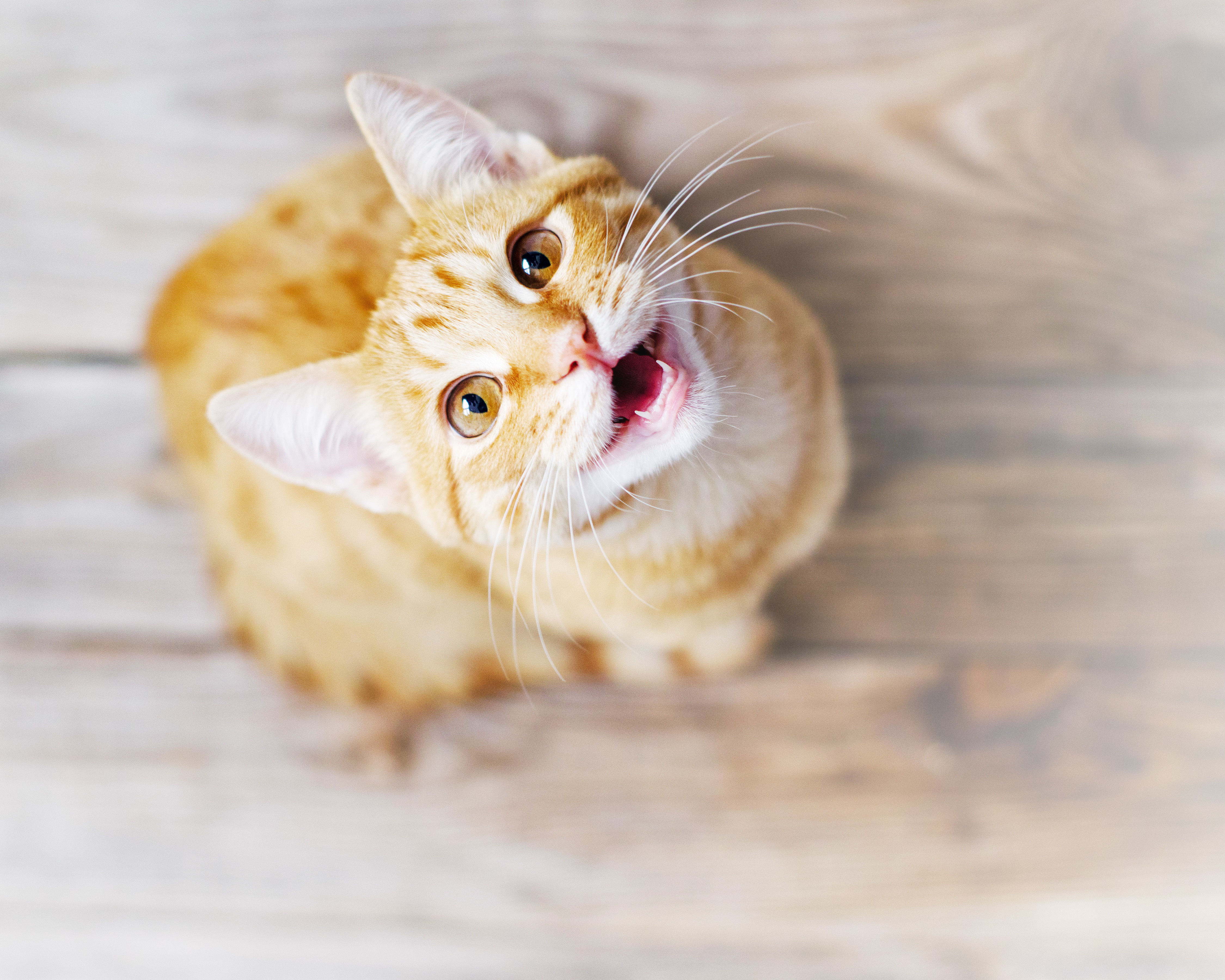 rot katze rot katze