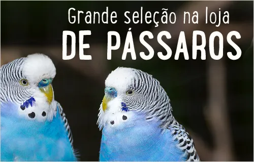 Grande selecao na loja de passaros!