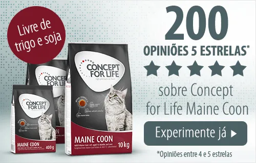 cfl maine coon