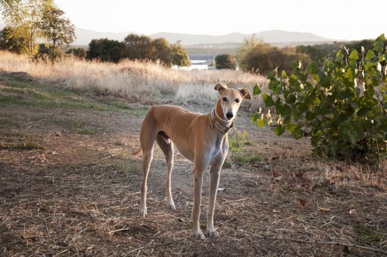 galgo-español