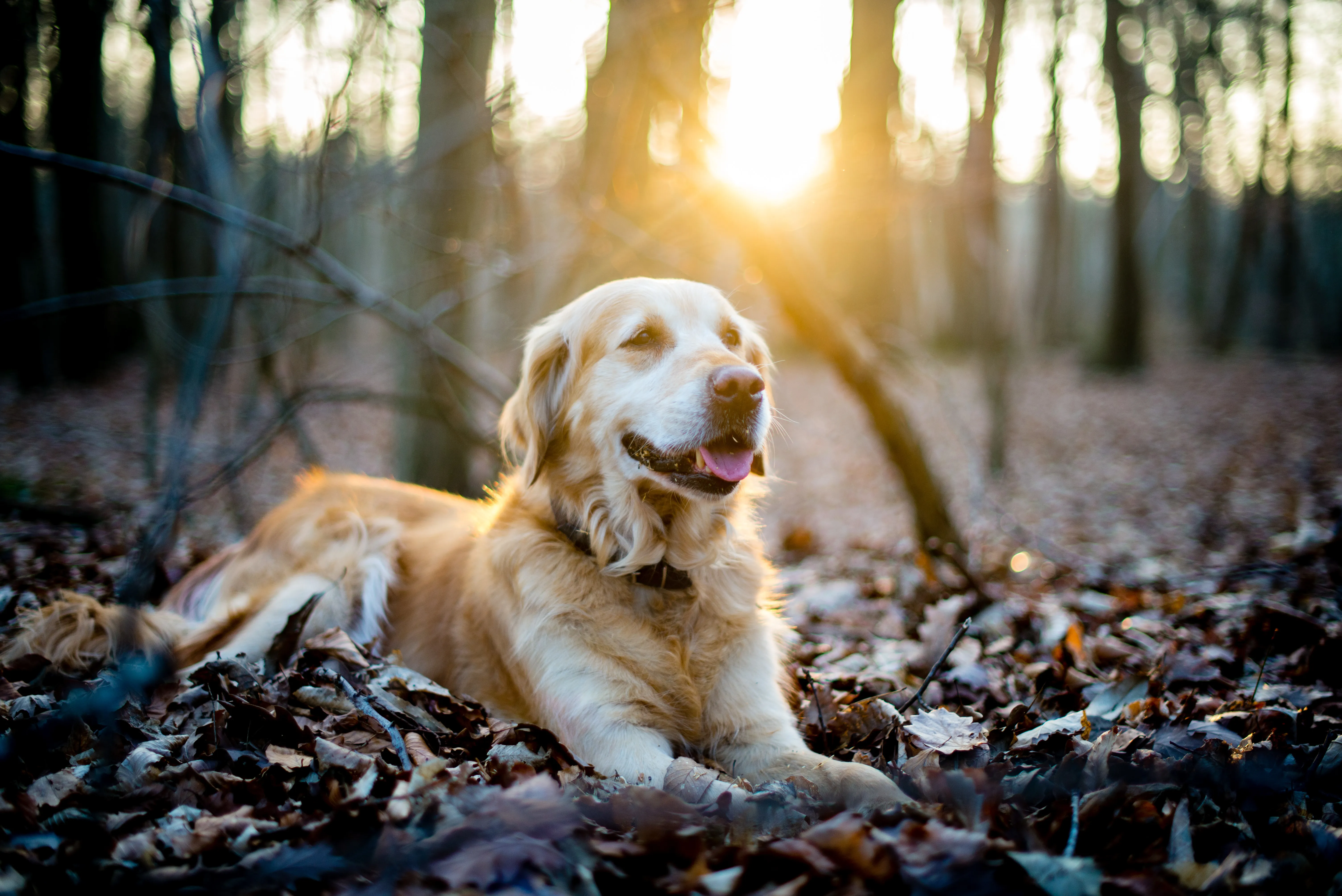 golden retriever wald golden retriever wald