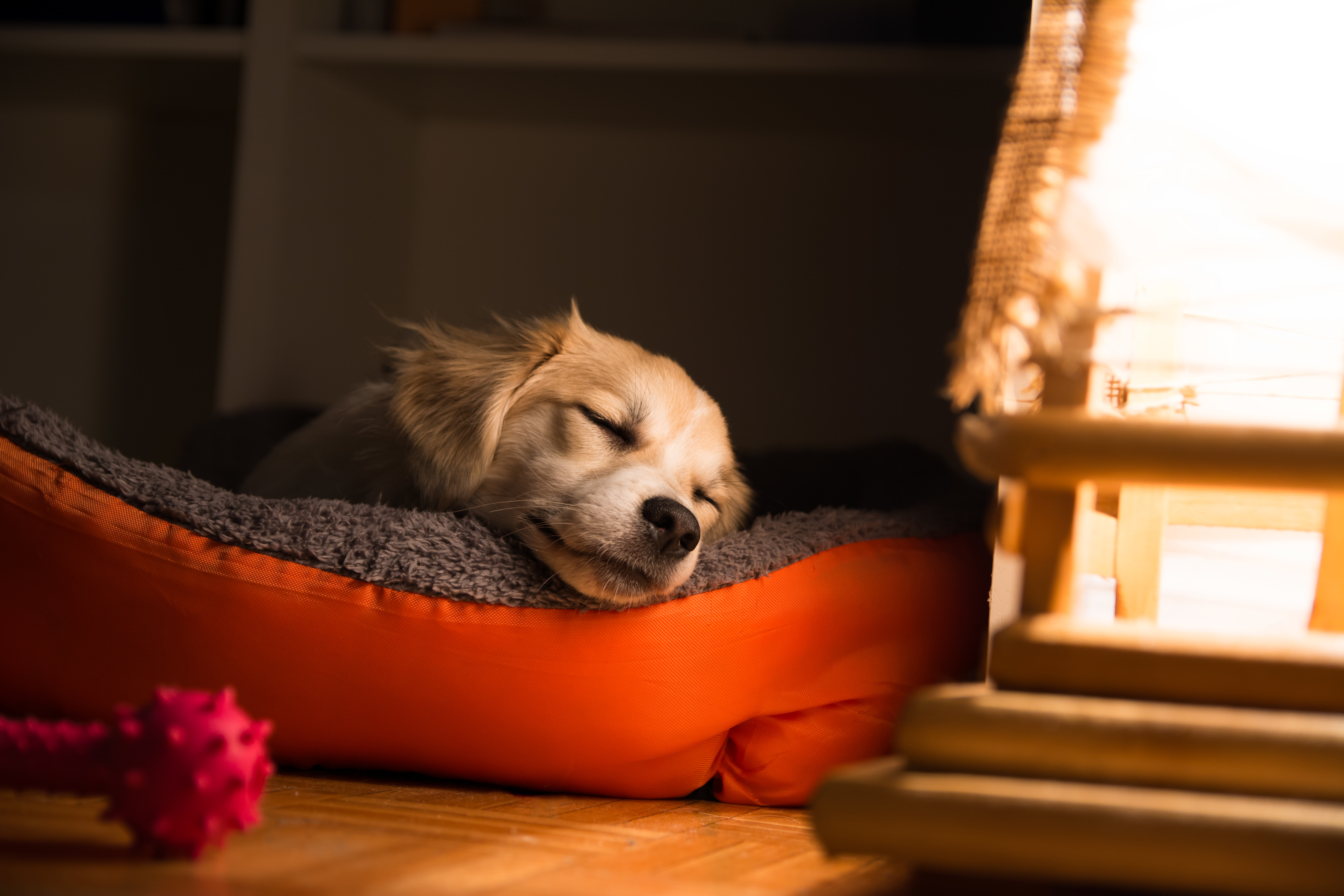 hund schläft mit Nachtlicht hund schläft