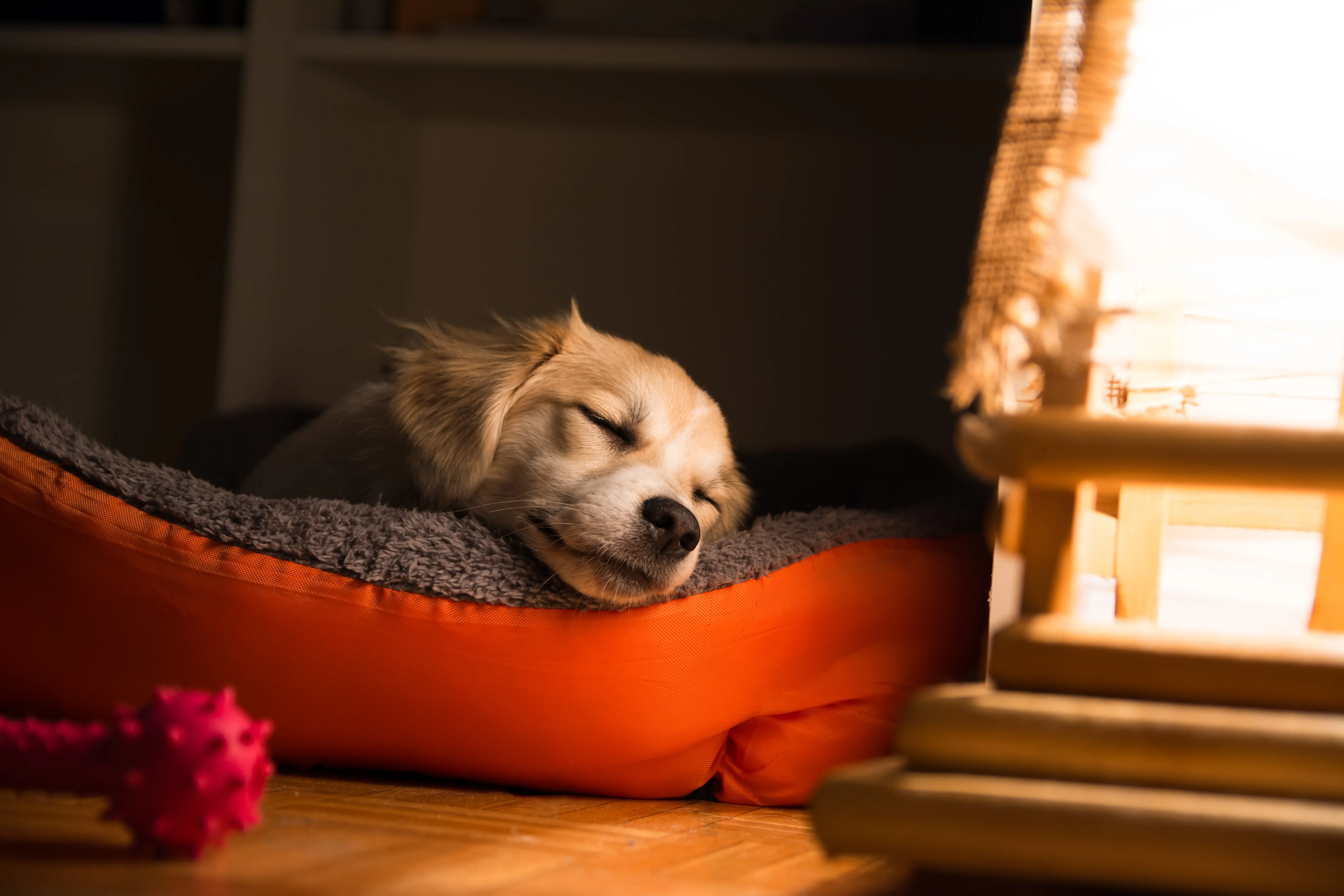 hund schläft mit Nachtlicht hund schläft