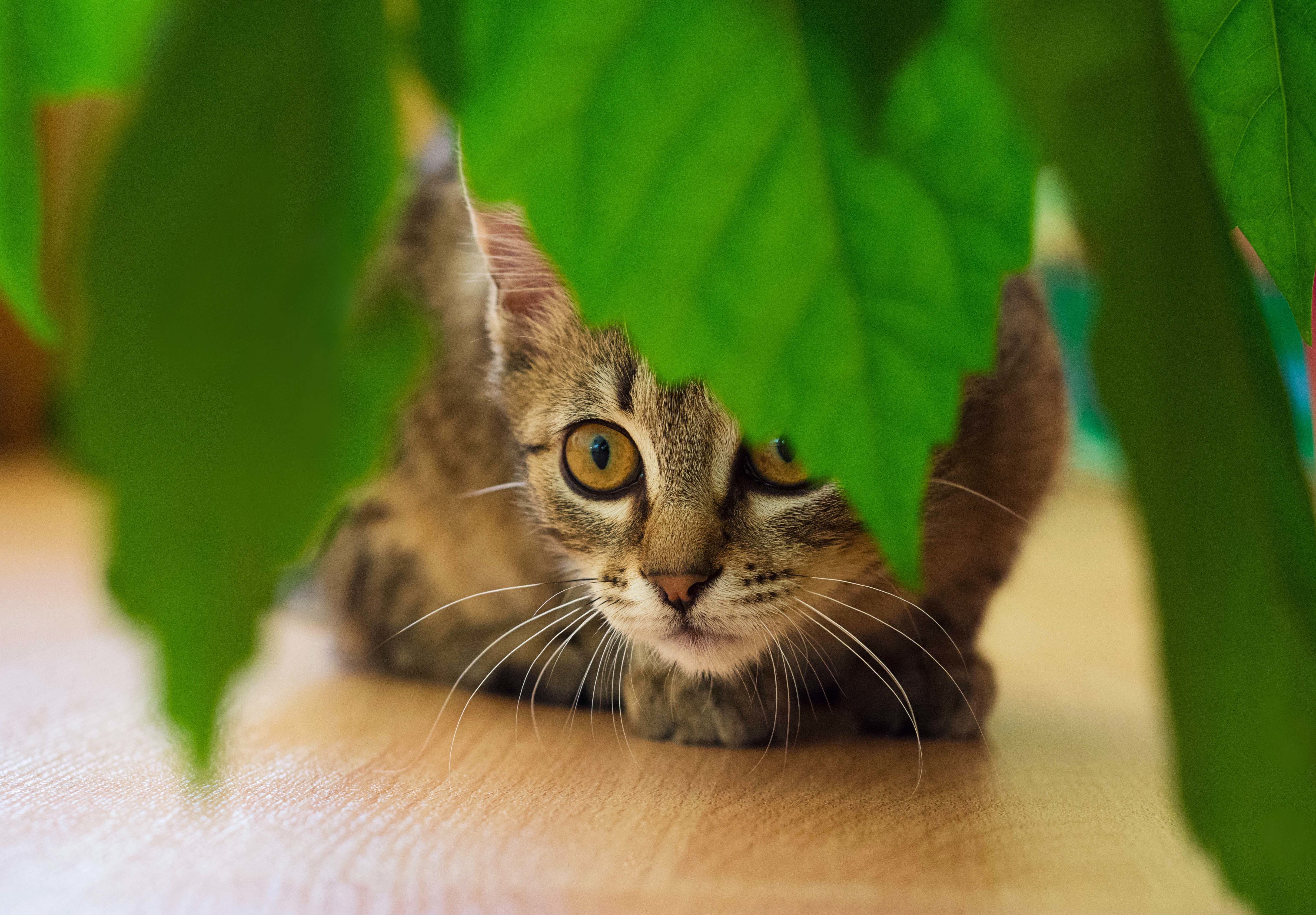katze pinkelt in blumentopf
