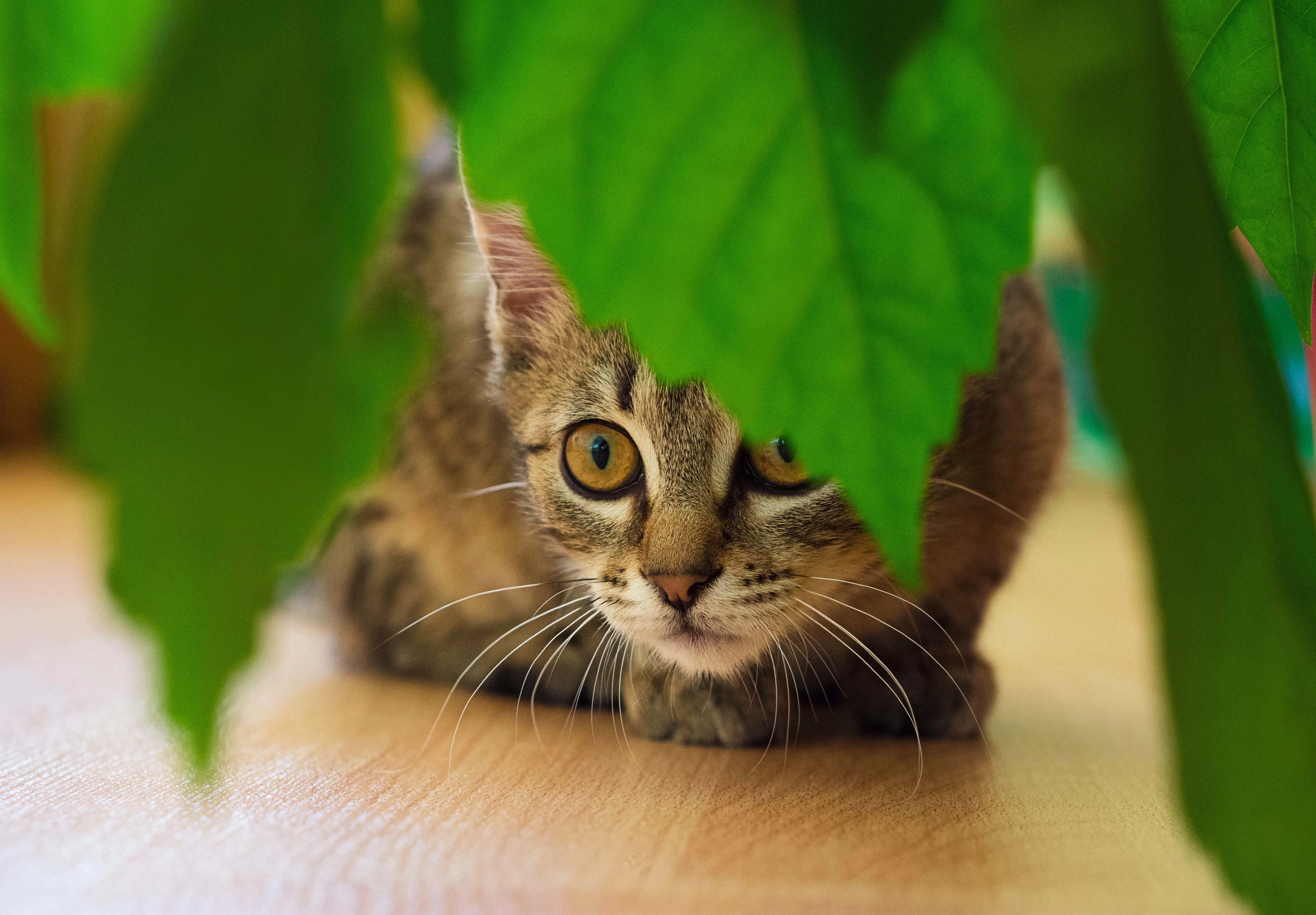 katze pinkelt in blumentopf