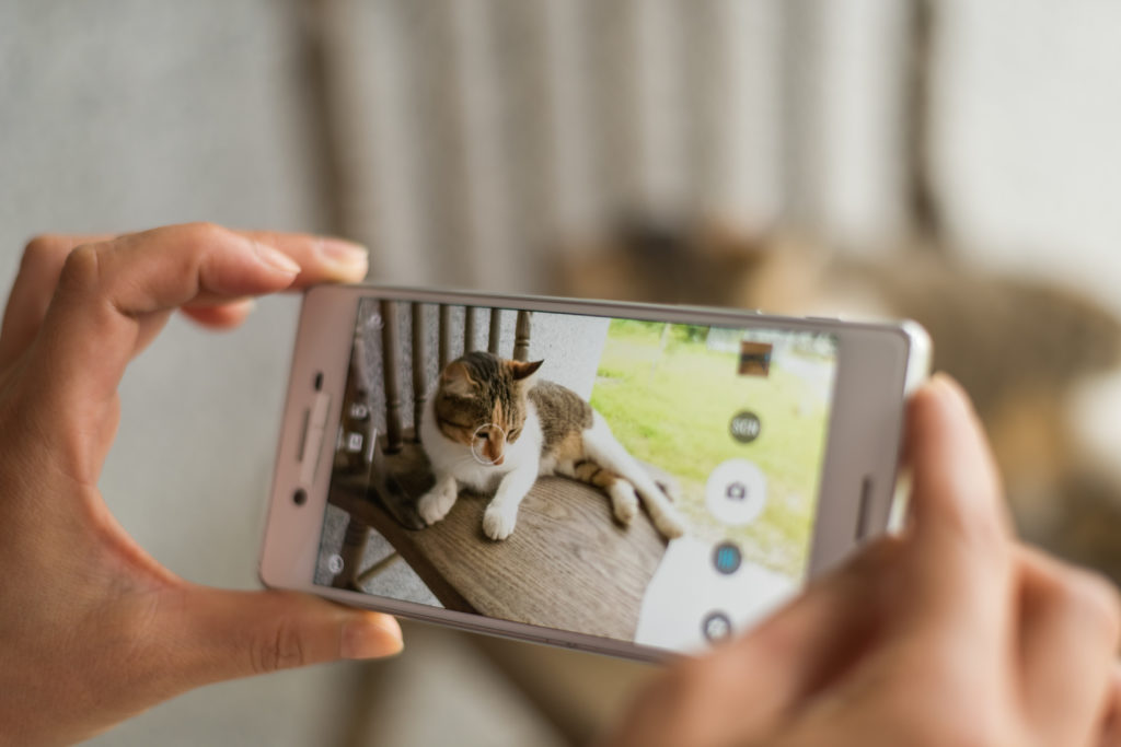 foto maken van kat met mobiel